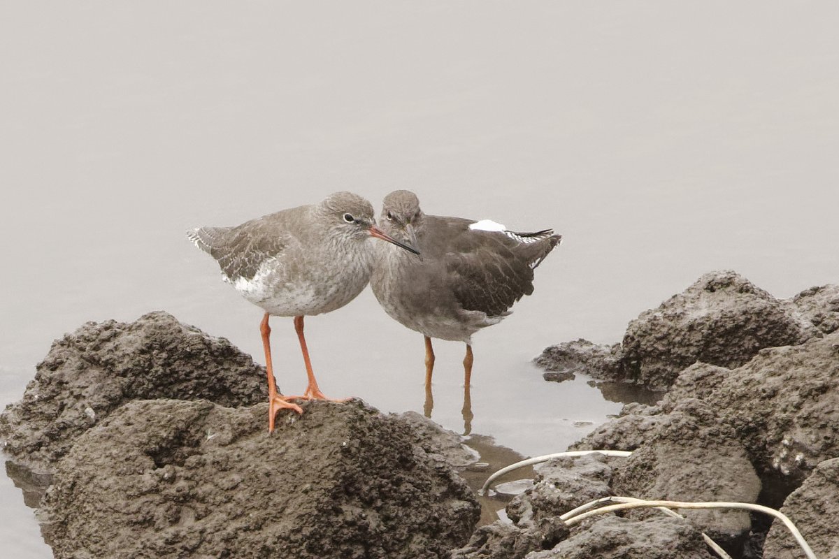 xbirder's tweet photo. Marsh Harrier, Peregrine, adult Caspian Gull, 3 Adult Yellow-Legged Gulls, Golden Plover, Ringed Plover and Dunlin at the Mersey sandbanks this morning just west of old Runcorn bridge. #Birding #Cheshire #Caspo @BirdGuides @RareBirdAlertUK https://t.co/sGVrWogbFb