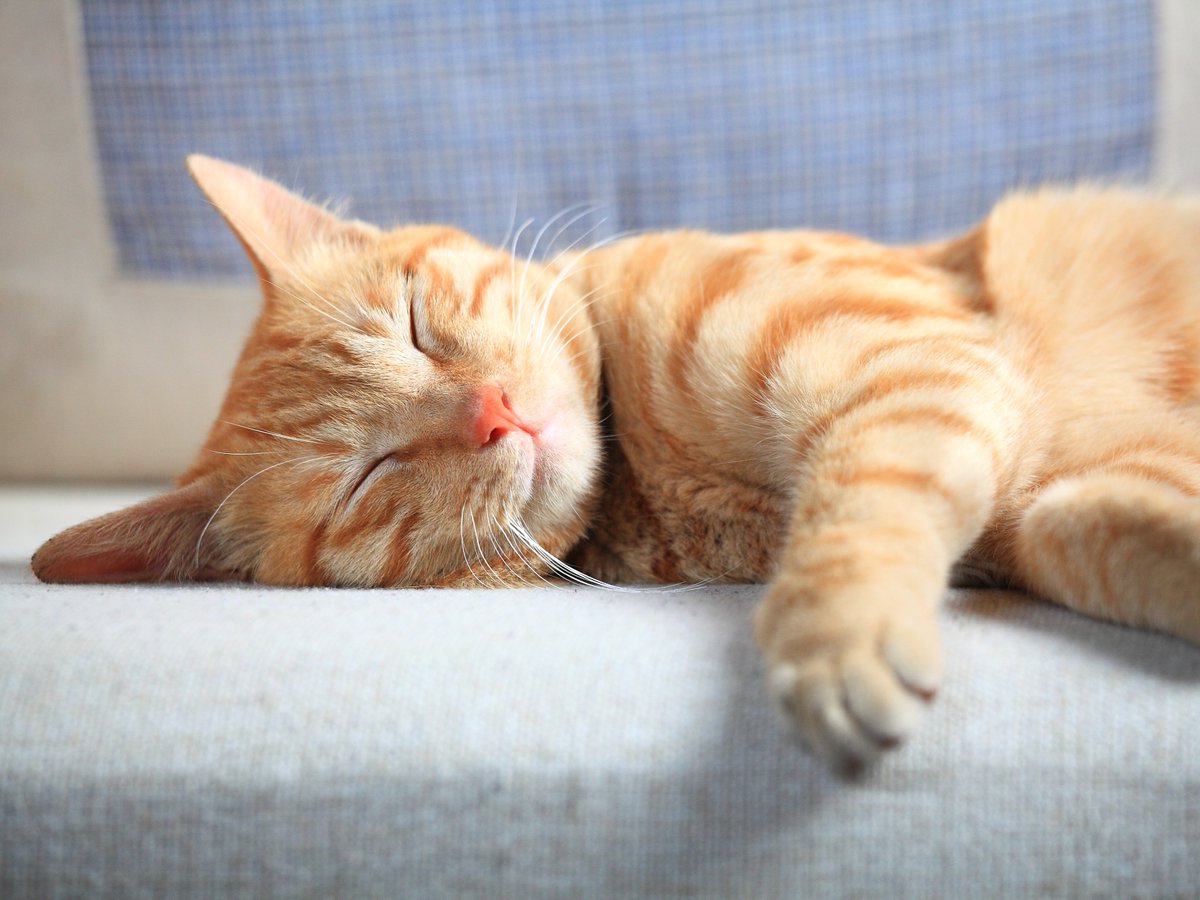 VitaPaws's tweet photo. 'Lazin' on a Sunday afternoon 😴 zzzzz

🐱 

#HappyCatMonth https://t.co/SlV8tpWH8T