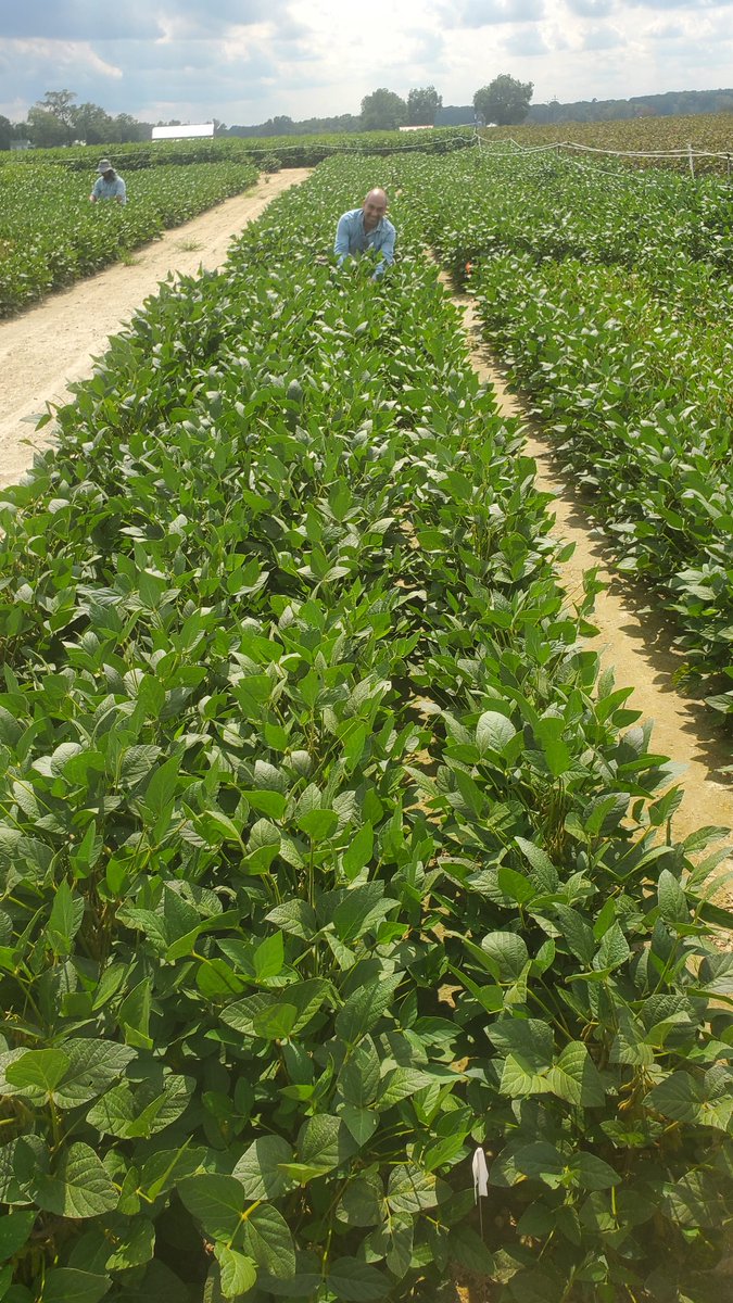 Igor Sulzbacher Schardong tweet media