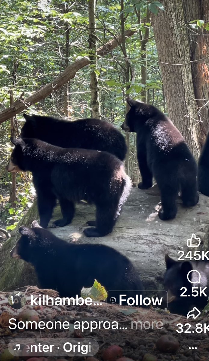 YNHallak's tweet photo. #bears 🐻 #bear #LesOurs #Ours https://t.co/sbFpdcaylK