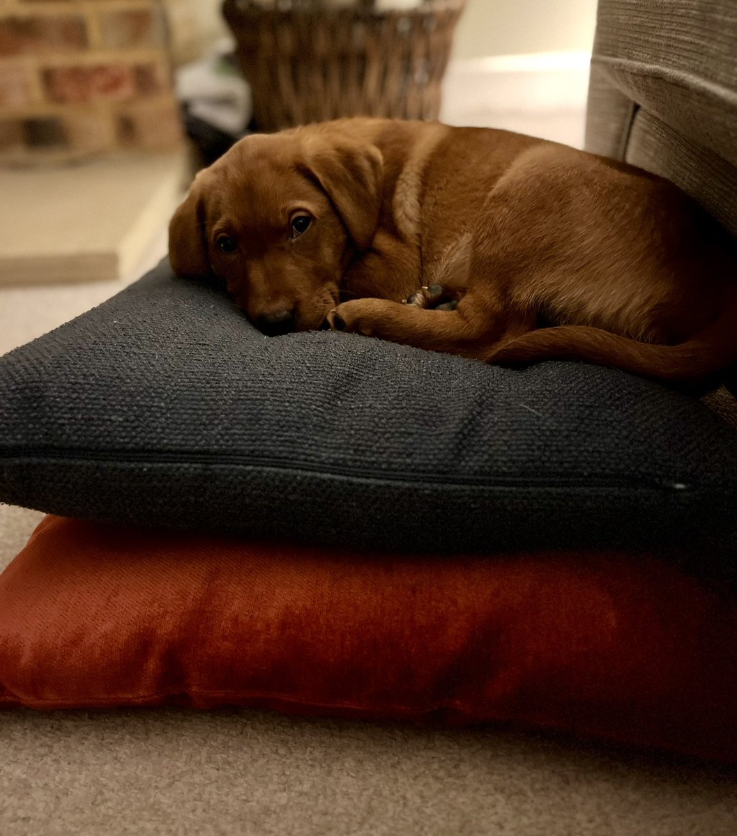 RodwellSam's tweet image. Same dog, same cushion, 8 months apart!