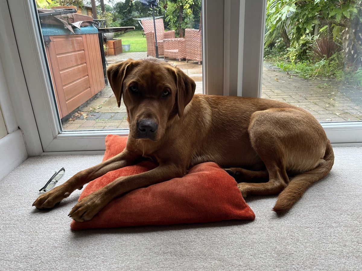 RodwellSam's tweet image. Same dog, same cushion, 8 months apart!