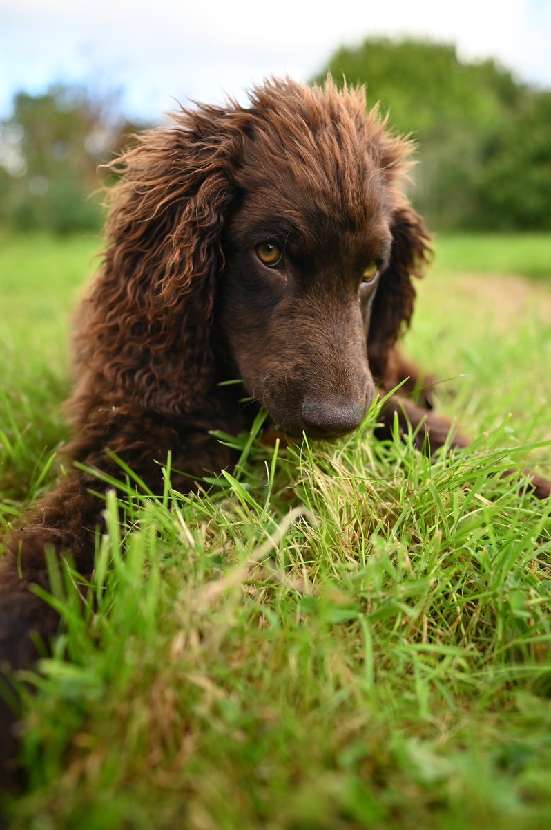 kieranmurphy's tweet photo. Is an Irish Water Spaniel the goofiest dog? This new addition to our household is four months old. The breed itself is ancient - they were here when the Normans arrived and probably much earlier. That's a lot of years of goofiness. #puppy #irishwaterspaniel #irishdogs https://t.co/pXI43ptuMV