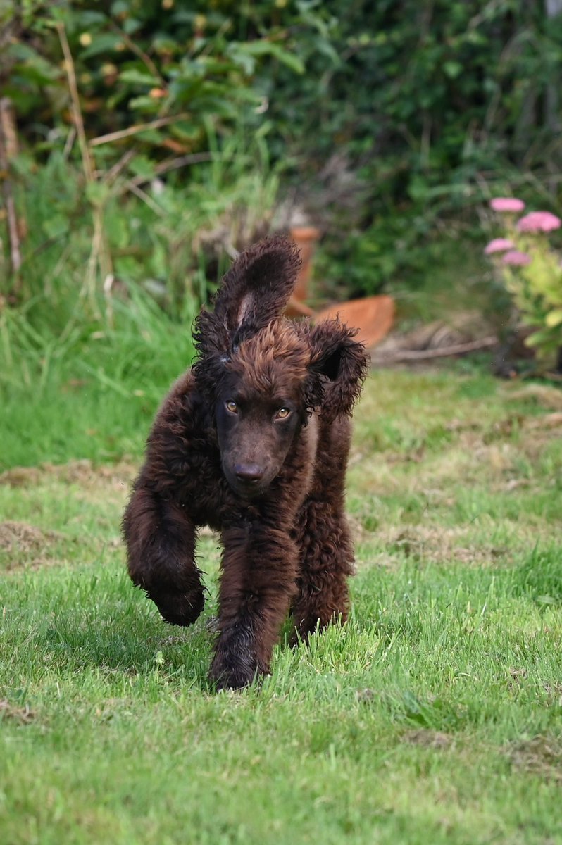 kieranmurphy's tweet photo. Is an Irish Water Spaniel the goofiest dog? This new addition to our household is four months old. The breed itself is ancient - they were here when the Normans arrived and probably much earlier. That's a lot of years of goofiness. #puppy #irishwaterspaniel #irishdogs https://t.co/pXI43ptuMV