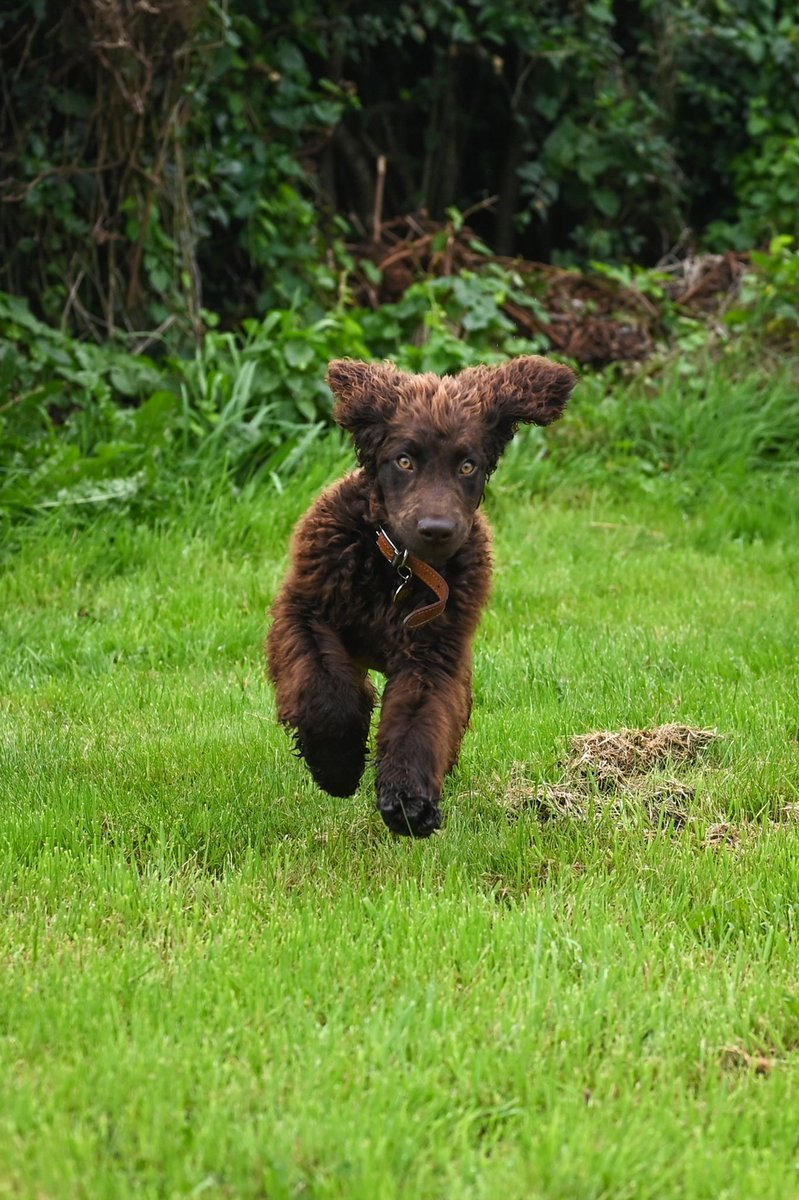 kieranmurphy's tweet photo. Is an Irish Water Spaniel the goofiest dog? This new addition to our household is four months old. The breed itself is ancient - they were here when the Normans arrived and probably much earlier. That's a lot of years of goofiness. #puppy #irishwaterspaniel #irishdogs https://t.co/pXI43ptuMV