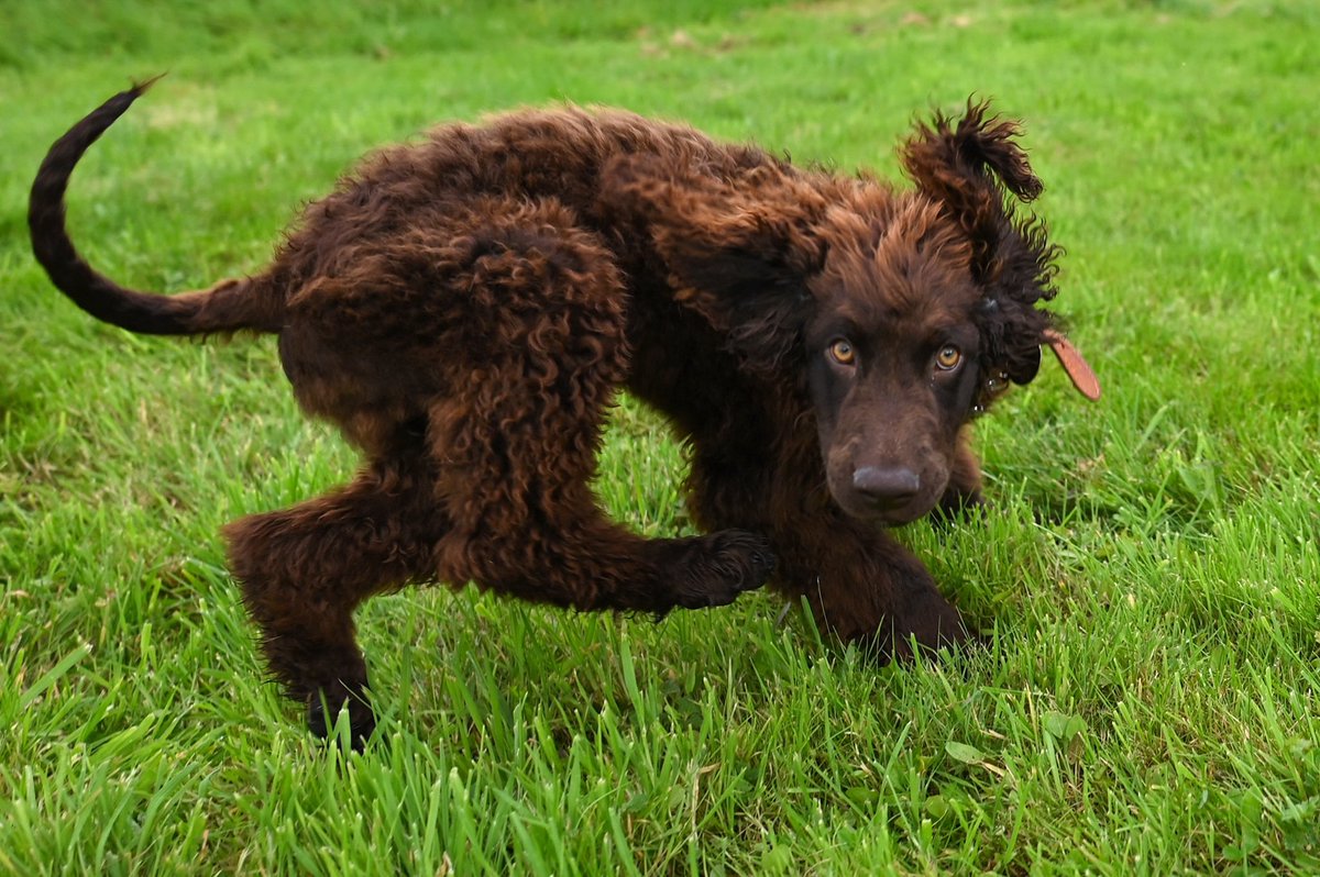 kieranmurphy's tweet photo. Is an Irish Water Spaniel the goofiest dog? This new addition to our household is four months old. The breed itself is ancient - they were here when the Normans arrived and probably much earlier. That's a lot of years of goofiness. #puppy #irishwaterspaniel #irishdogs https://t.co/pXI43ptuMV