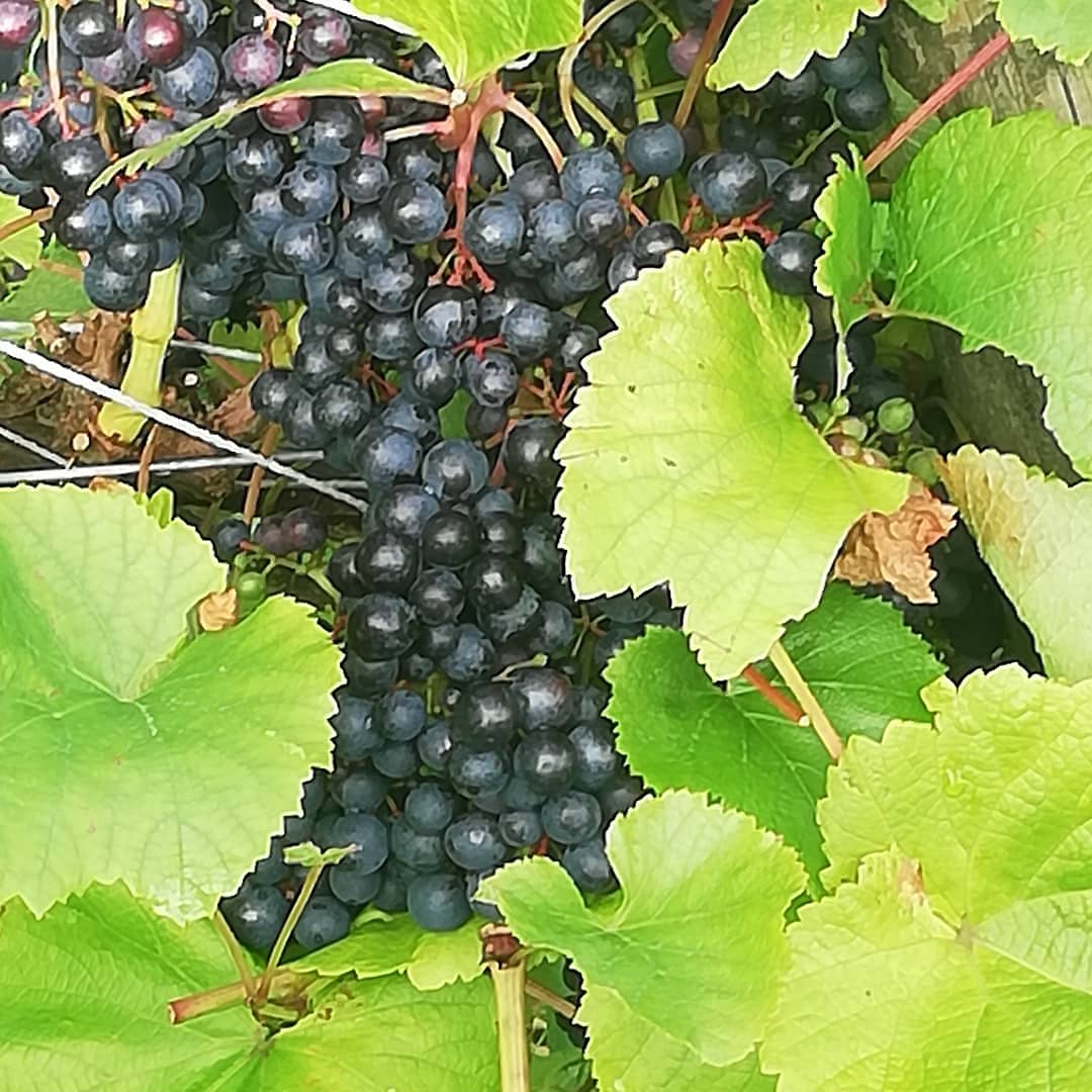 VikingDrinks's tweet photo. Solaris grapes are in and in natural yeast fermentation, Rondo still building sugars, #notoday as it's raining , Rondo slightly thicker skin than Solaris , so will take the rain ,!#irishwine #gaultier #eastwaterford https://t.co/PF7PuGCxbr