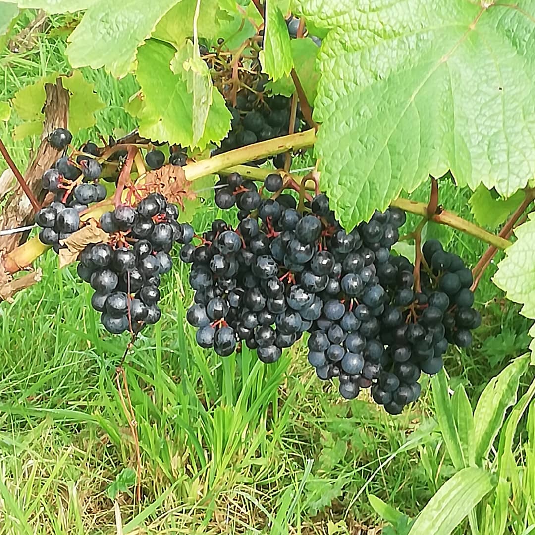 VikingDrinks's tweet photo. Solaris grapes are in and in natural yeast fermentation, Rondo still building sugars, #notoday as it's raining , Rondo slightly thicker skin than Solaris , so will take the rain ,!#irishwine #gaultier #eastwaterford https://t.co/PF7PuGCxbr