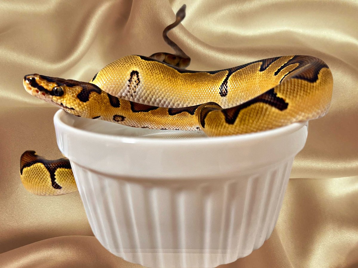 ballpython0822's tweet image. 流石に綺麗すぎひん？