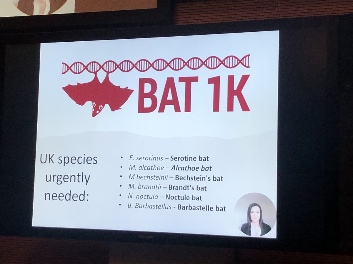 The @bat1kgenomes need your help if you are a bat rehabilitator! They are seeking samples for these British #bat species yet to be sequenced. Do get in touch with them if you want to find out more. #NatBatConf