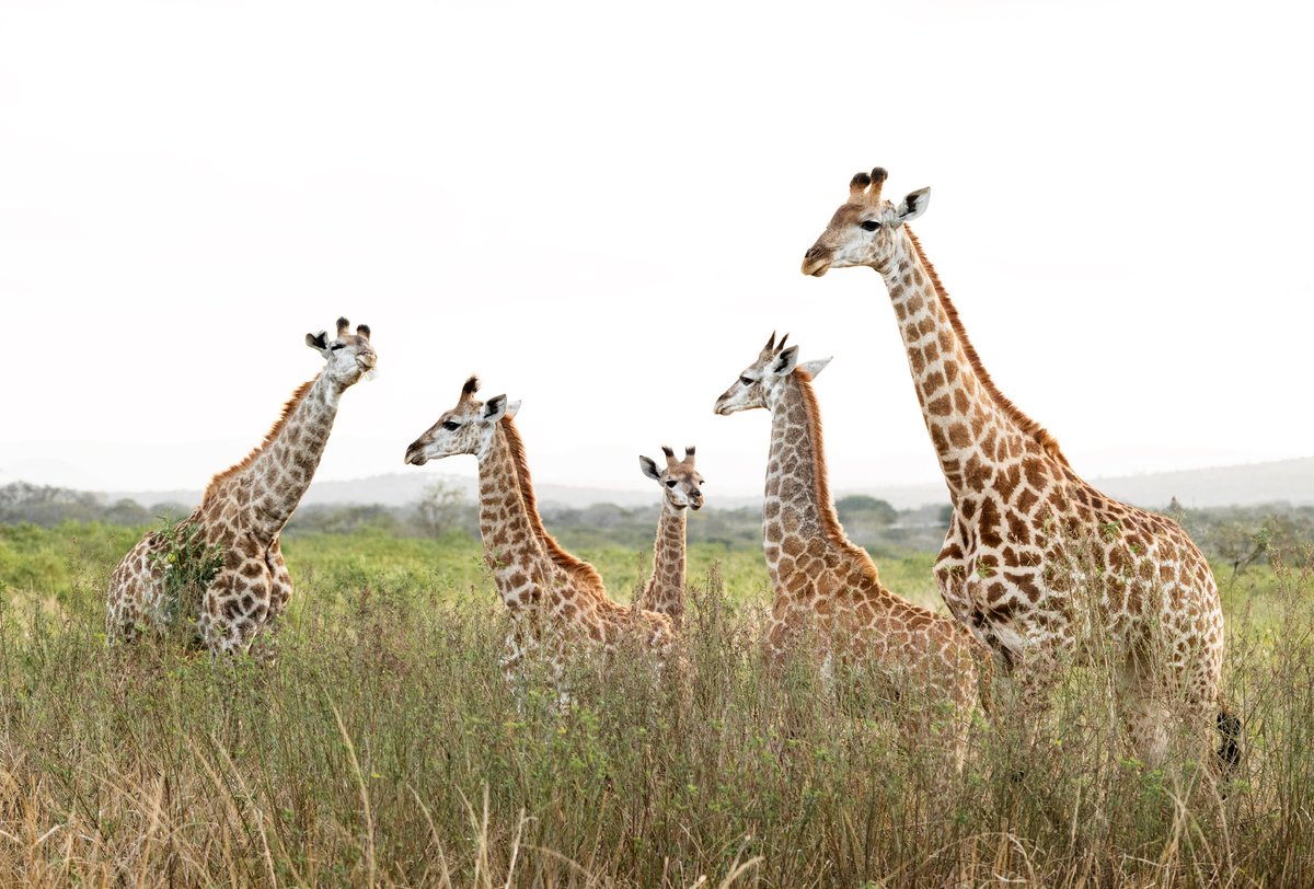 wildtomorrow's tweet photo. Our growing giraffe family is thriving in the habitat that we have been able to protect and restore for them🦒🦒🦒
Your highly valued support enables this to happen. Find out more and pledge your support right here: https://t.co/6WO4UHjOh4 
#WildTomorrow #savinghabitat #giraffe https://t.co/S2nGEFEylF