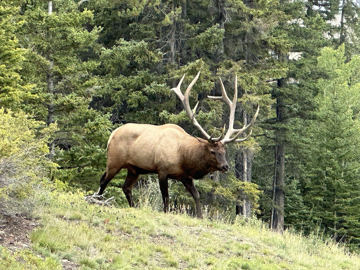 One of the best parts of Fall in the Rockies, is seeing these fellas back in the Valley. #rut2023 #elkcountry #Canmore #CanadianRockies