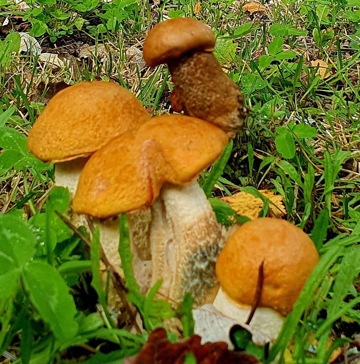 Pihalla hauska tattiasetelma. Pikkutatti ponnistaa isomman tatin lakin päältä. #sieni #tatti #syksy