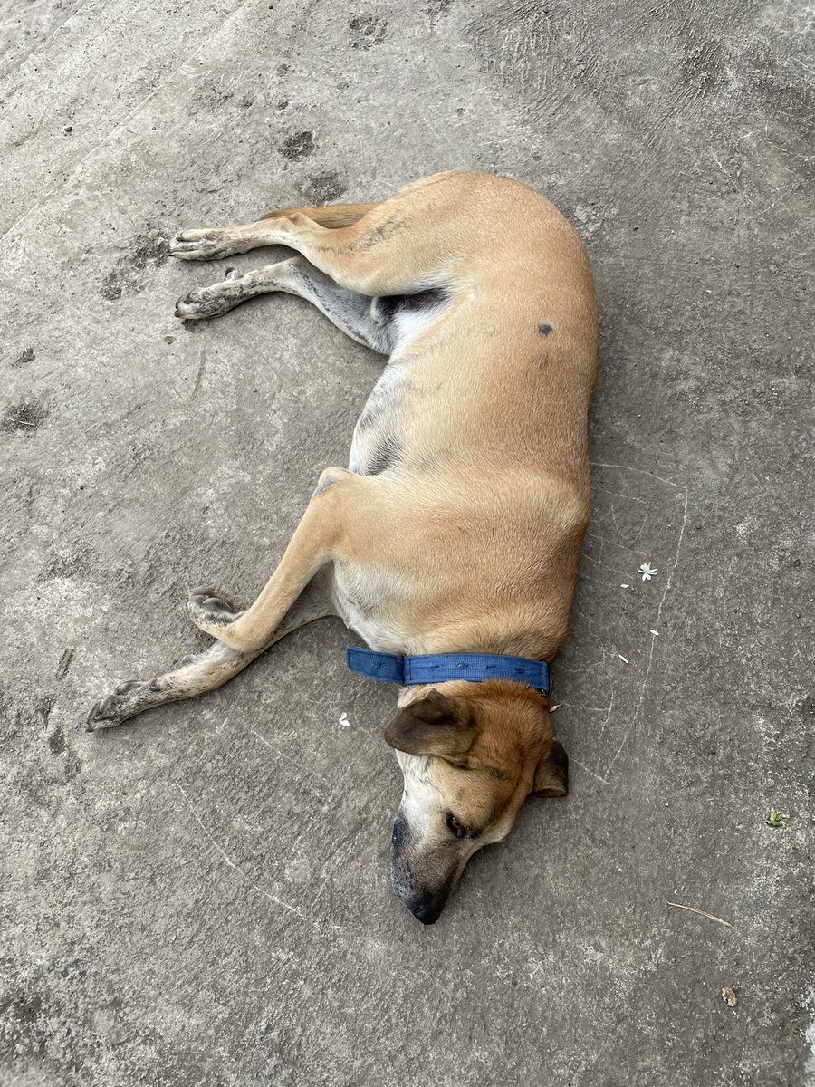 Fabulous Sunday… Visit to The Cherish farms by (@Malaka_Spice) Spending time near the River (Bhima) Friendly dog (Laddu) Tasting fruits & veg straight off the tree Yummiest lunch by @jayeshparanjape’s mom. Sudden downpour #gratitude #aarootales