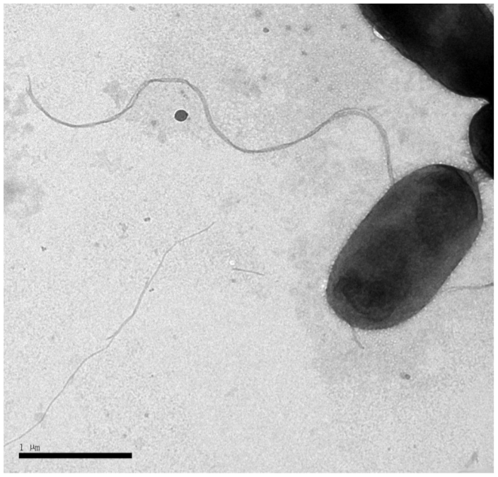 KevinFailor's tweet photo. Z) Zhengella mangrovi, #China

Z. mangrove was initially isolated from a mangrove sediment sample collected from Yunxiao Mangrove National Nature Reserve in Southeast China. It is capable of swimming via a subpolar or lateral flagella.

27/28 https://t.co/njb1XXPgxd