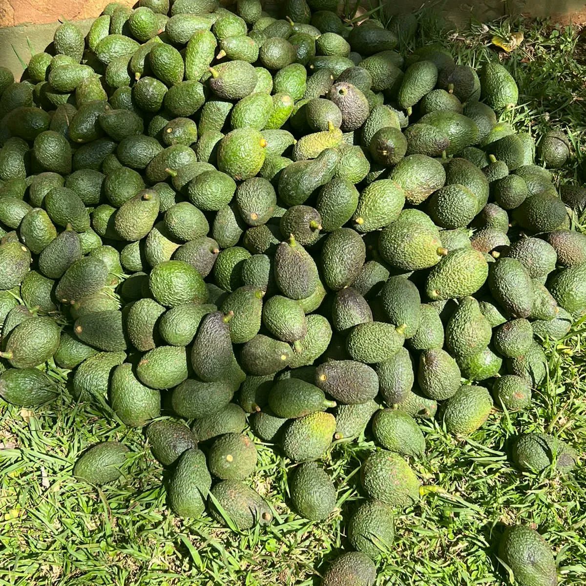 LeoIthau's tweet photo. Greetings from Kyaviti Farm!
It is a beautiful day here. Haven’t been here in a while. Came to prepare the pond for the rains and check on the farm staff.
I will be going back with tomatoes and avocados. How's your Sunday coming along?
#Kyaviti
#SundayBreak
#Rest https://t.co/qmnNgq30ca