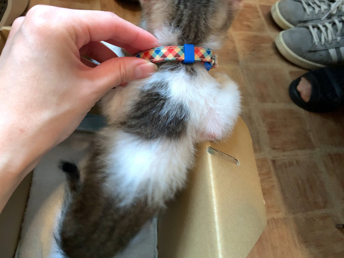 ☆里親募集☆
背中に♡がある生後2ヶ月弱の子です！保護されて間もないですが、人が大好き甘えん坊との事☺️幸せにしてくれる方是非DMにてご連絡ください✨