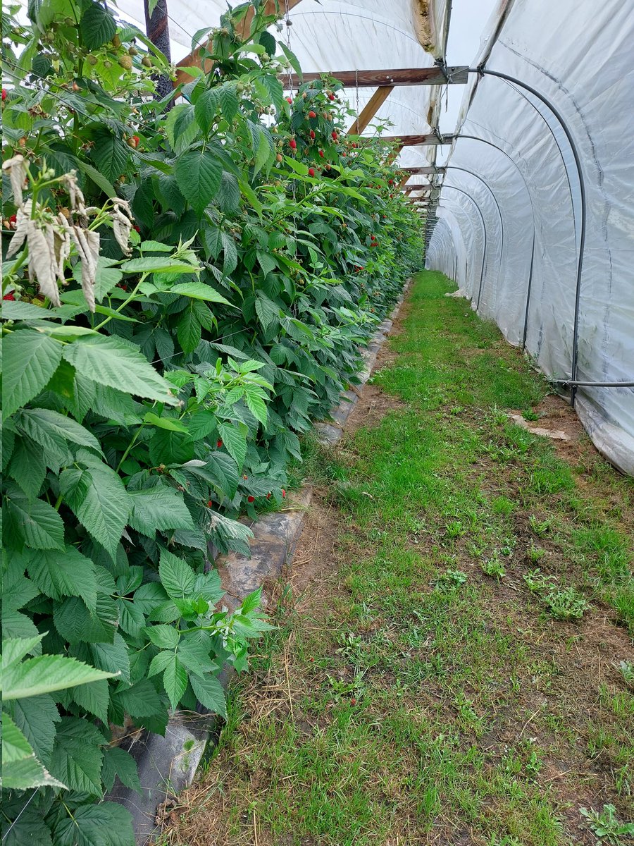 Op bezoek bij een jong, modern frambozenbedrijf in Kortenaken. Familiebedrijf met passie voor een lekker lokaal product! #dagvandelandbouw