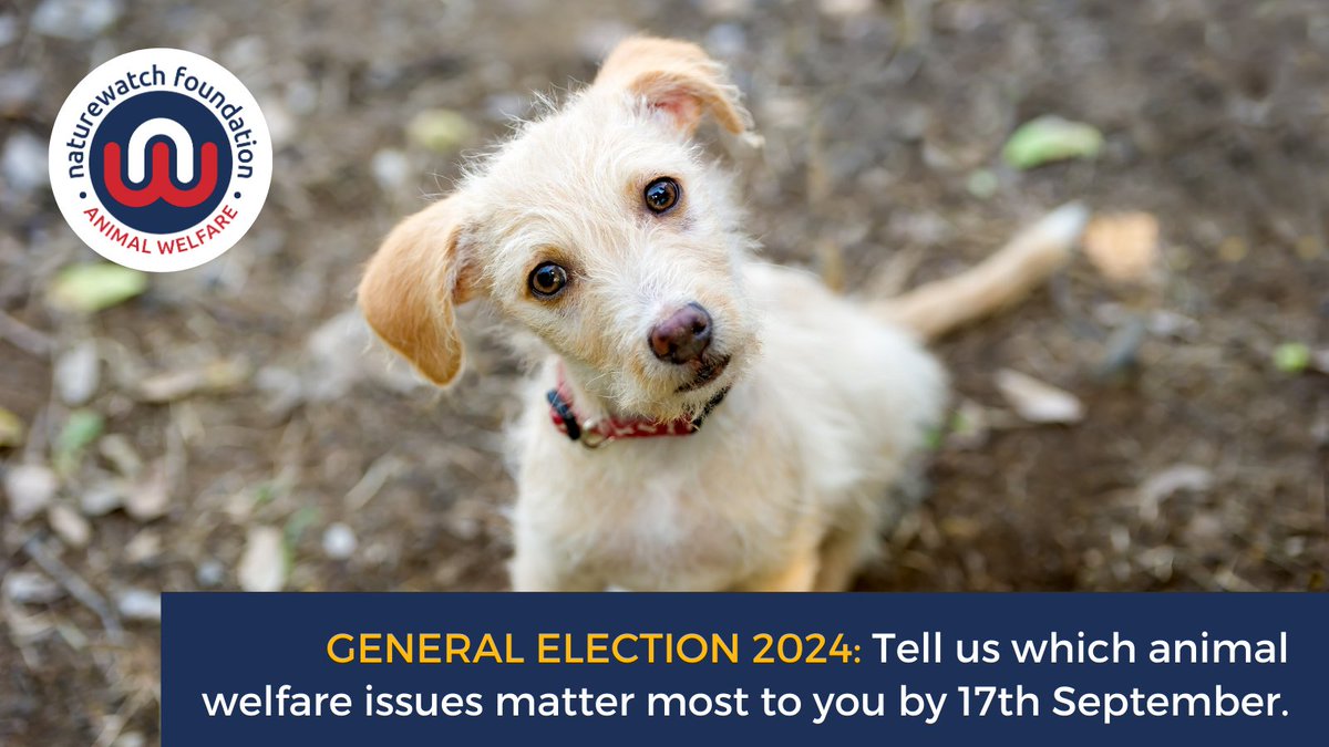 Naturewatch_org's tweet photo. LAST CHANCE TO TELL US YOUR VIEWS 🐶🦊🐭

🗳️ Our #GeneralElection2024 survey closes today! 

Tell us which #animalwelfare issues matter most to you by midnight tonight and you could win a £50 shopping voucher. 

It only takes a minute 👉 https://t.co/NJ5OeIdWg3. https://t.co/2j18C17yks