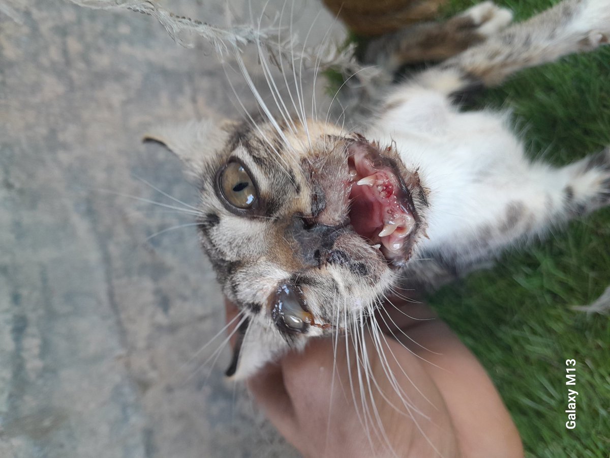 🚨Urgent😢 Rescue Today, September 17, a young man contacted me about this poor cat. My brother went immediately and brought her to the shelter. We will go to the doctor to examine the poor cat and receive treatment. I hope for your help😭
I have an accumulated doctor debt of $63
