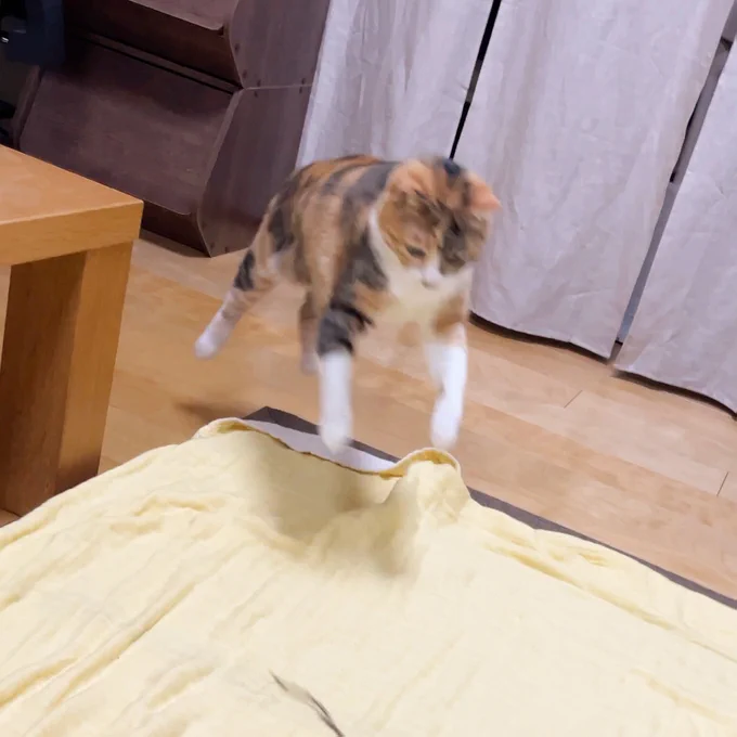 今日の菊ちゃんですぴょーん 