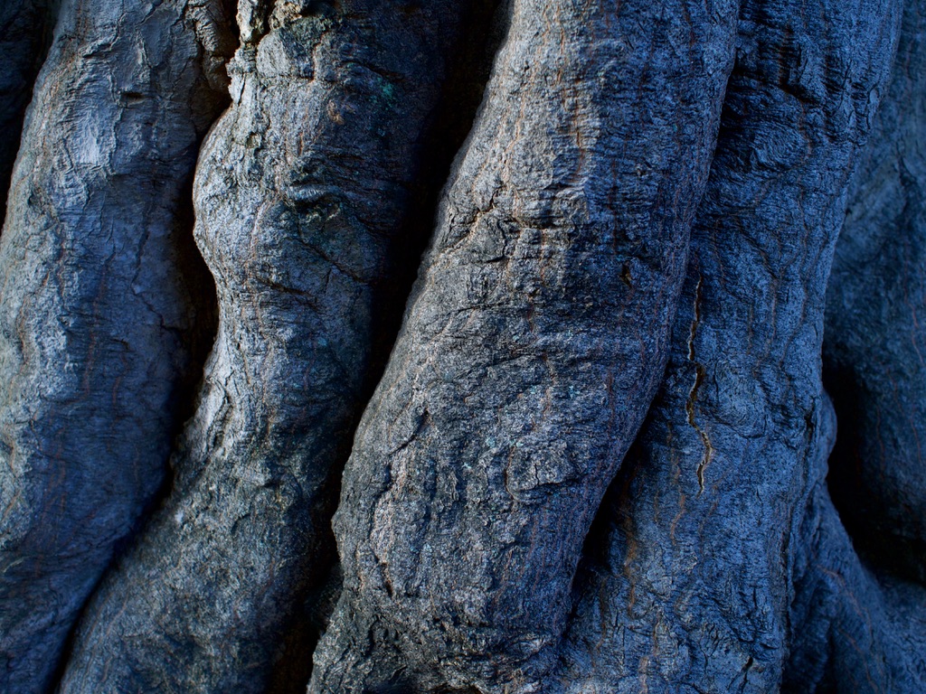 FREEHAND_ITL's tweet photo. #写真で伝えたい私の世界
#樹皮 #樹肌 #樹木 #treeskin #trees
#新宿御苑
#shinjukuimperialgarden
#shinjukugyoen
#shinjukugyoennationalgarden
#カエデ #楓 #maple https://t.co/pRC5mwD3vI
