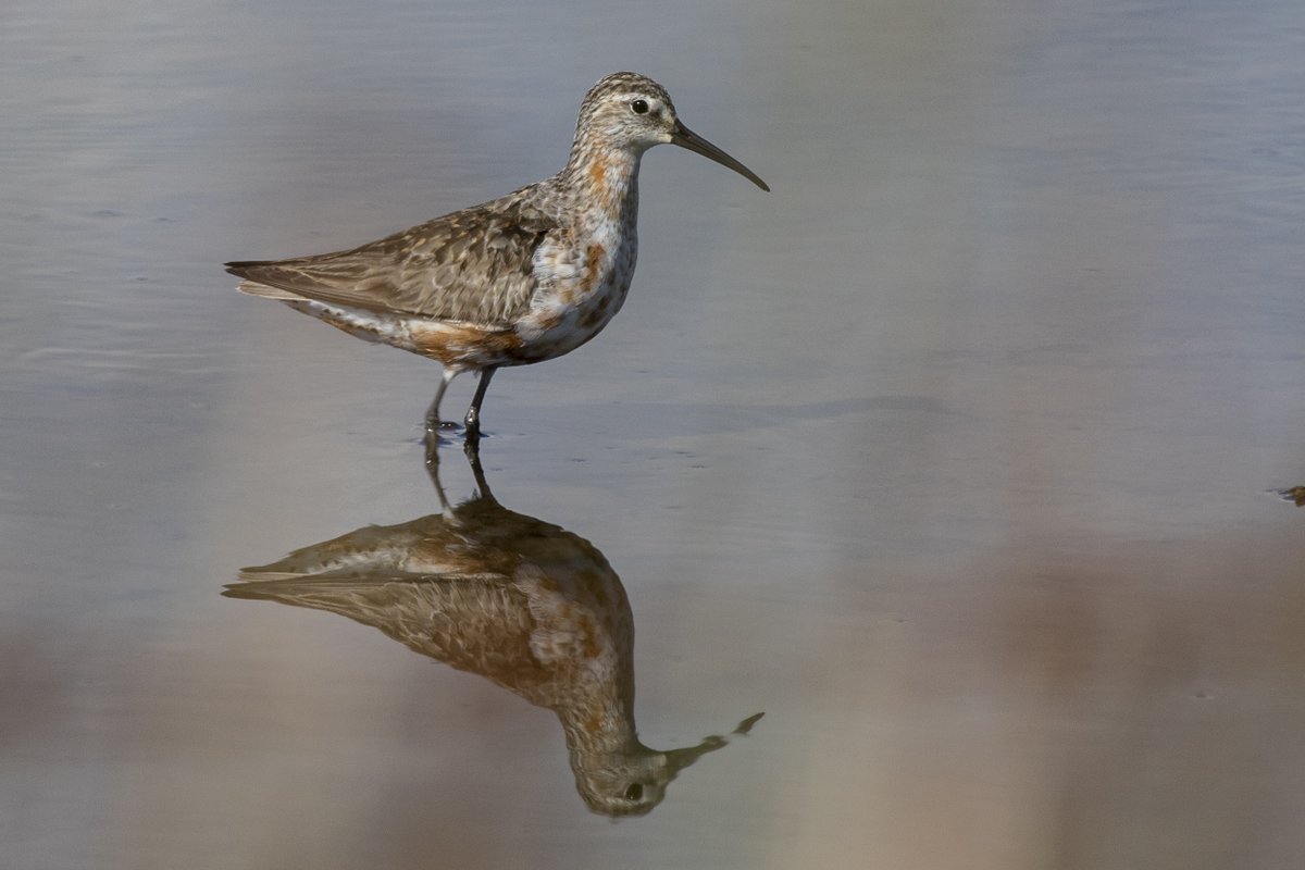 One of 6 Curlew Sandpiper seen on Fishtail Lagoon at Keyhaven 150923