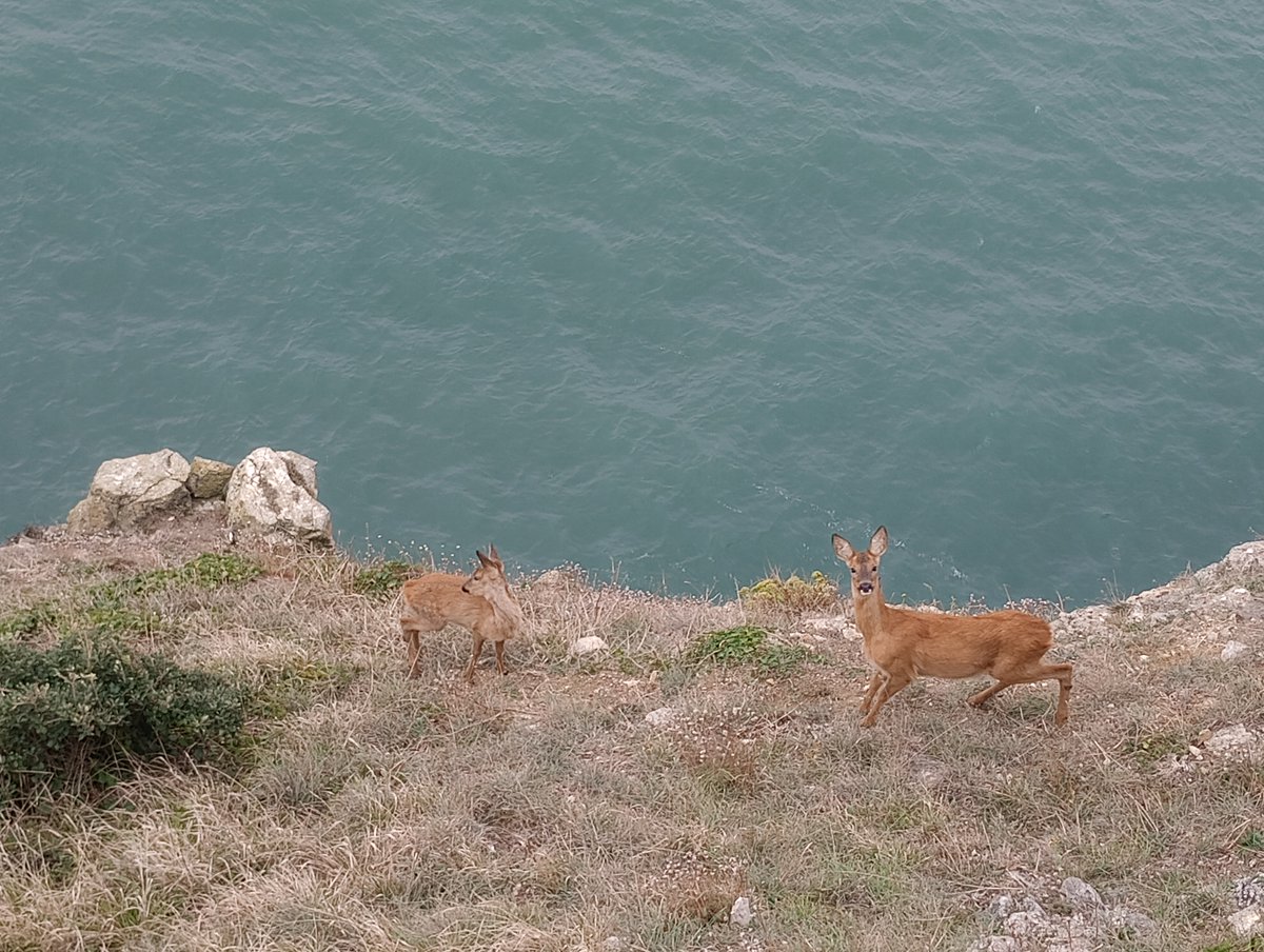 Madonna and Child. Roe Deer and fawn at the cliff edge at #Durlston Country Park this morning. (The weather is now perfect[ly awful] for sending out #tweets in the dry.) #twitternaturecommunity #deer #roedeer #Purbeck #autumnwatch #ukwildlife #ukmammals #madonnaandchild #Sunday