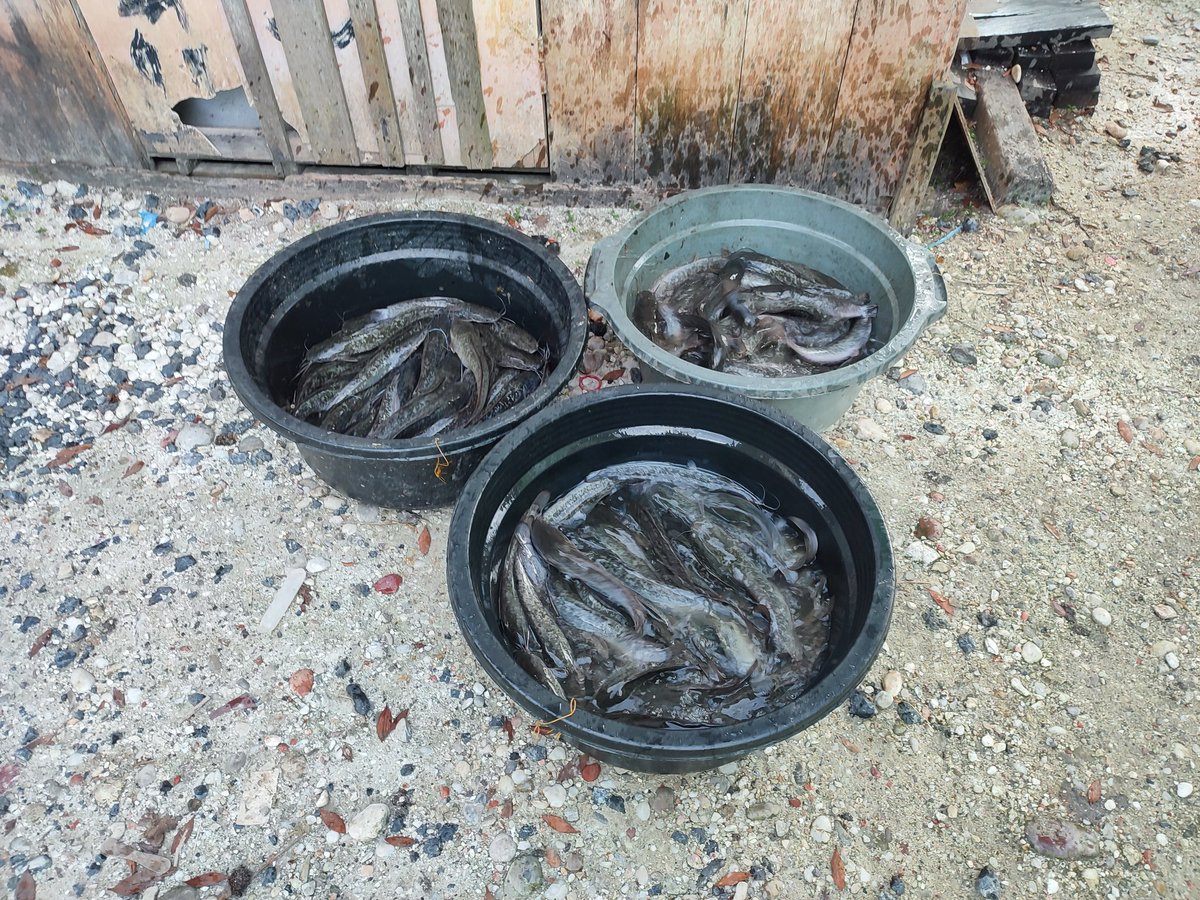 Maidi_Humaidi's tweet photo. Ahad (17/09), M. Humaidi, Luhkan Kota Banjarmasin, di POKDAKAN Belayung Mandiri Kel. Pemurus Dalam, Panen Lele, Teknologi Sederhana, Sebanyak 50 kg, Luas Kolam 30 m², Bobot Ikan ± 166 gr, Harga Rp. 20.000/kg
@bppsdm_kp @bppsdm_bp3bwi
#GiatLuhkanSatminkalBWI
#KtBjrmasin #Panen https://t.co/WeYhWkId9E