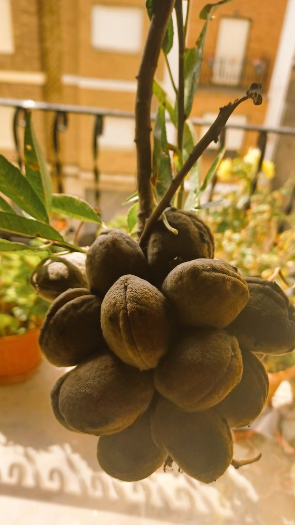 micijor's tweet image. Temps d'atmela #marcona #secà #laSerrania