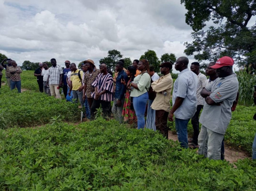 👨‍🌾👩‍🌾 CSIR-SARI partners with <a href="/USAID/">USAID</a> &amp; <a href="/GhanaResilience/">DRN(DisasterResilienceNetwork)Ghana</a> to elevate groundnut farming in Ghana's Upper West Region. Recent Farmers' Field Day showcased sustainable practices for a brighter agricultural future. 🚀 #SustainableFarming #agriculture 
Read More: sari.csir.org.gh/2023/09/17/far…