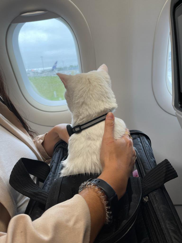 Naadiya Carrim tweet media