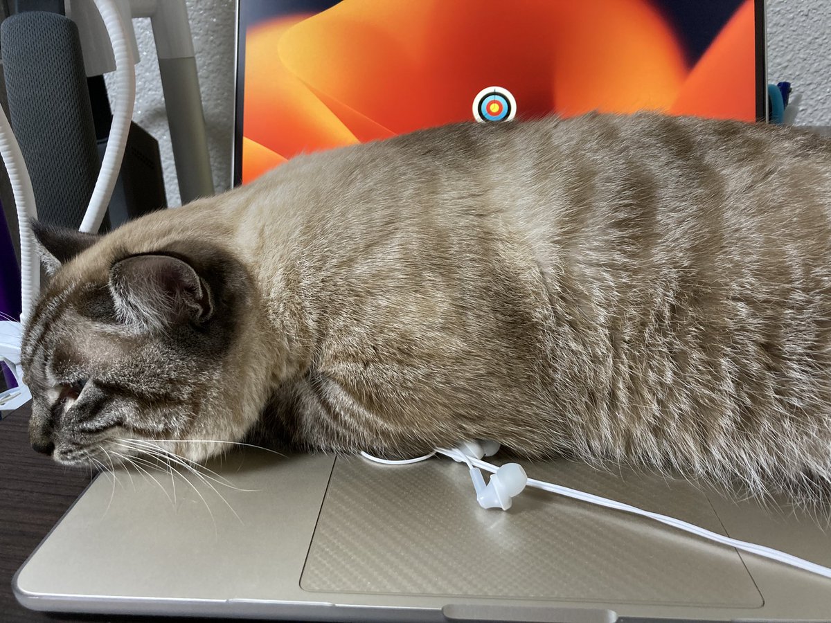 fuchan0720's tweet photo. 猫飼いだと

この行為は大変名誉なことだと

思っております😆

作業邪魔されるとﾁｮｯﾄｳﾚｼｲ…

#猫
#猫好きさんと繋がりたい 
#猫がいる幸せ 
#猫がいる暮らし 
#シャムトラ https://t.co/hkGzQZ0rA0