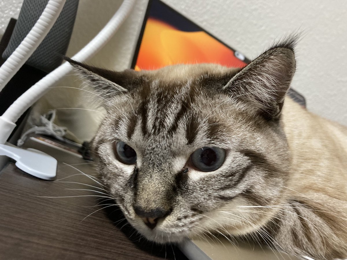fuchan0720's tweet photo. 猫飼いだと

この行為は大変名誉なことだと

思っております😆

作業邪魔されるとﾁｮｯﾄｳﾚｼｲ…

#猫
#猫好きさんと繋がりたい 
#猫がいる幸せ 
#猫がいる暮らし 
#シャムトラ https://t.co/hkGzQZ0rA0