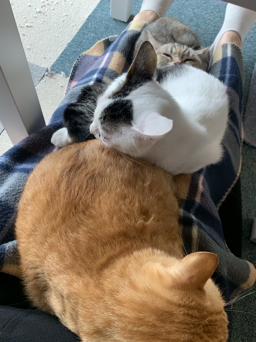 隙間に入りたいくまちゃん🐾

#ミーシス
#ねこかつ