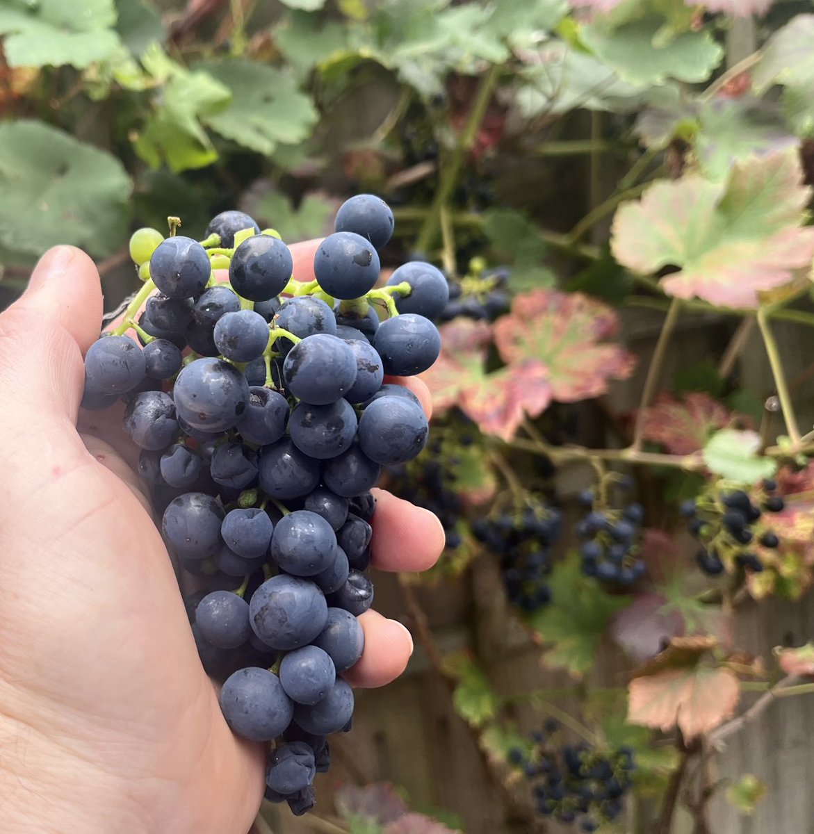 Paul Crompton tweet media