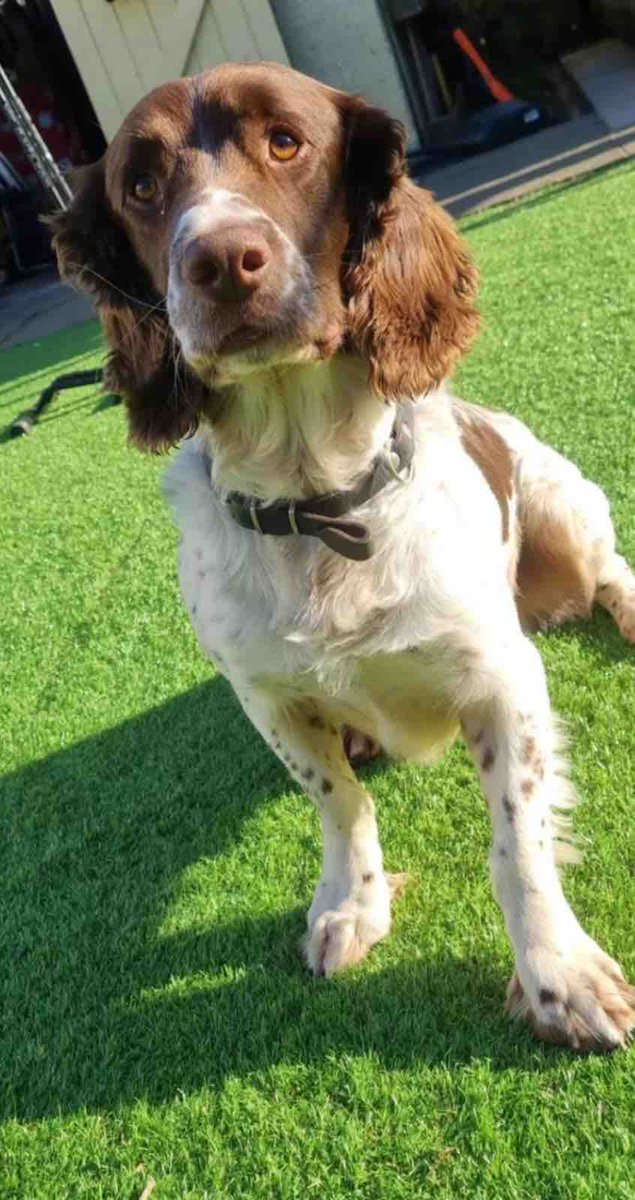PSOSDogs's tweet image. 🎉 Congratulations to #PDMac who just passed the mark of finding £1,000,000 of drugs so far during his career as a specialist search dog

Our dogs are an invaluable resource in focussing on our priority of tackling drug supply &amp;amp; harm

#keepingpeoplesafe