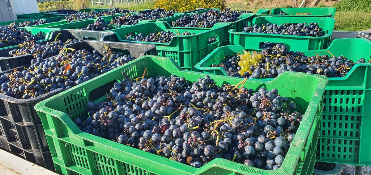 Caiño is coming!

#harvest2023 #vendimia2023 

#pobradocaramiñal #barbanza #arousa #riasbaixas #galicia #galicianwines #wine #vino #vi #vin #wein #redwine #tinto #instawine #wineporn #lovewine #caiño