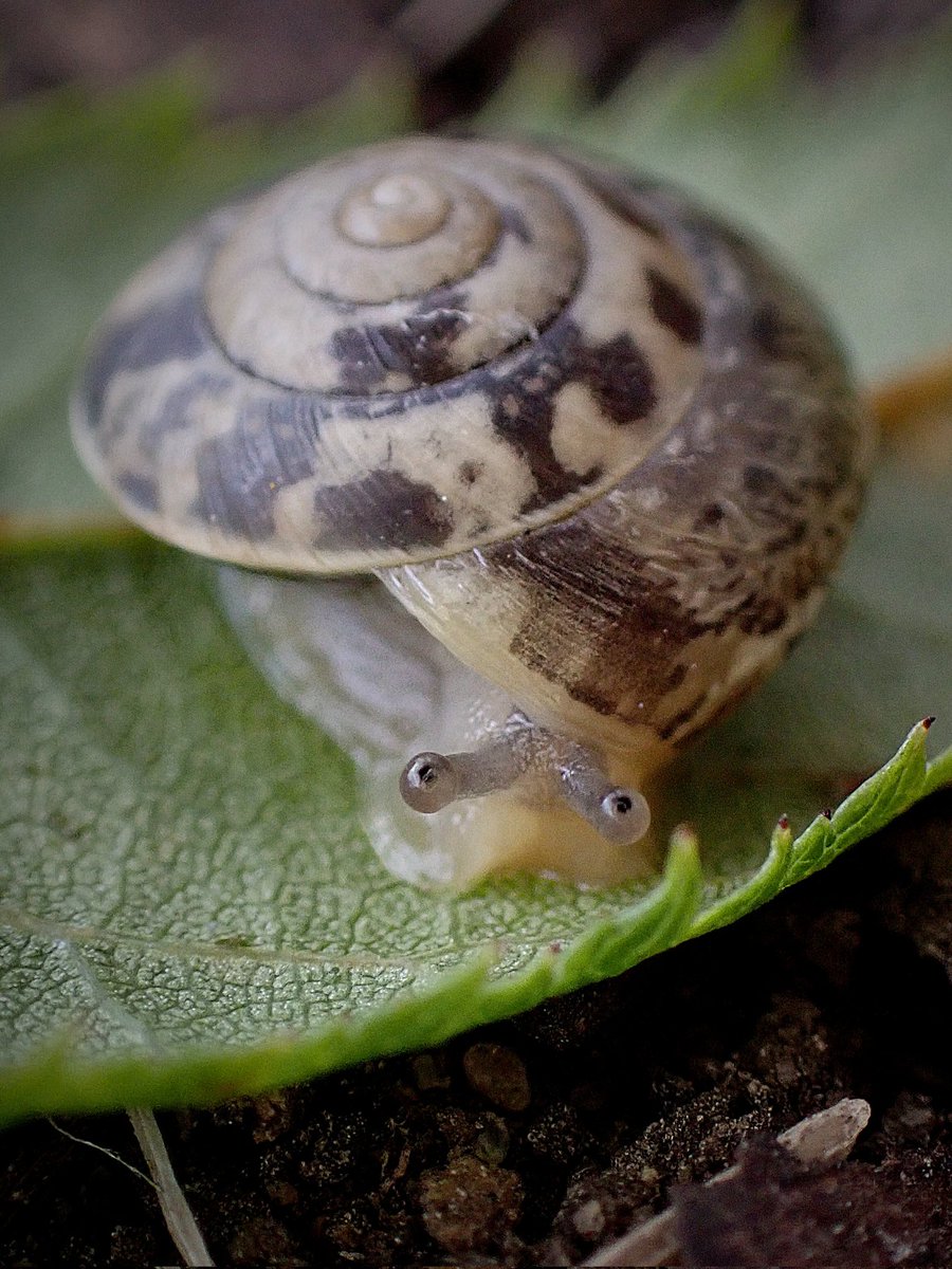 The cutest little allotment snail 🥰🐌 Girdled snail (Hygromia cinctella) on a Dog-rose leaf, wondering what I want 🌸🍃 #SnailSunday #snail #wildlife #gardening #cute #naturelovers #wildlifephotography #allotment #NatureBeauty #SundayYellow #nature @Buzz_dont_tweet