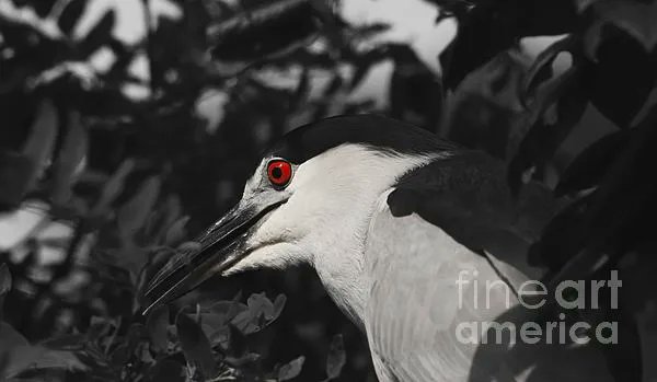 ibgbeauty's tweet image. buff.ly/3t0CVog #SelectiveColor #RedEye #Wildlife #bird #KarenSilvestri #NaturePhoto #blackandwhite #heron