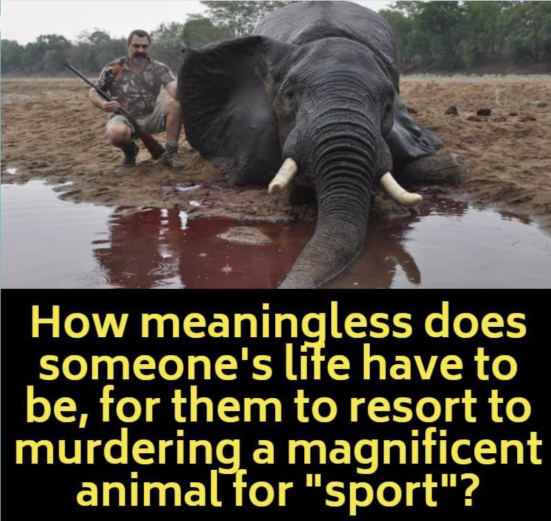 #ThoughtForTheDay 

 How meaningless does someone's life have to be, for them to resort to murdering a magnificent animal for "sport"?

RT if you want a GLOBAL ban on ALL #TrophyHunting NOW!
