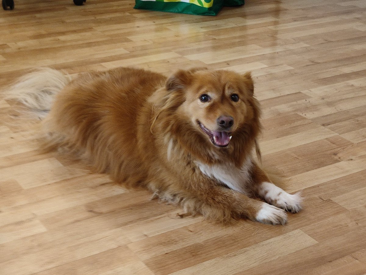 Metanite's tweet photo. Sunday rug vibes 😜 #Dog https://t.co/Y06KqlM87t