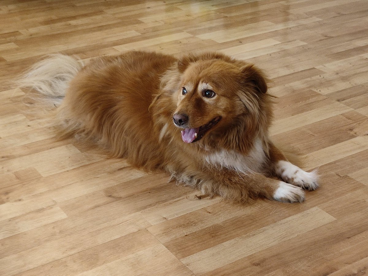 Metanite's tweet photo. Sunday rug vibes 😜 #Dog https://t.co/Y06KqlM87t