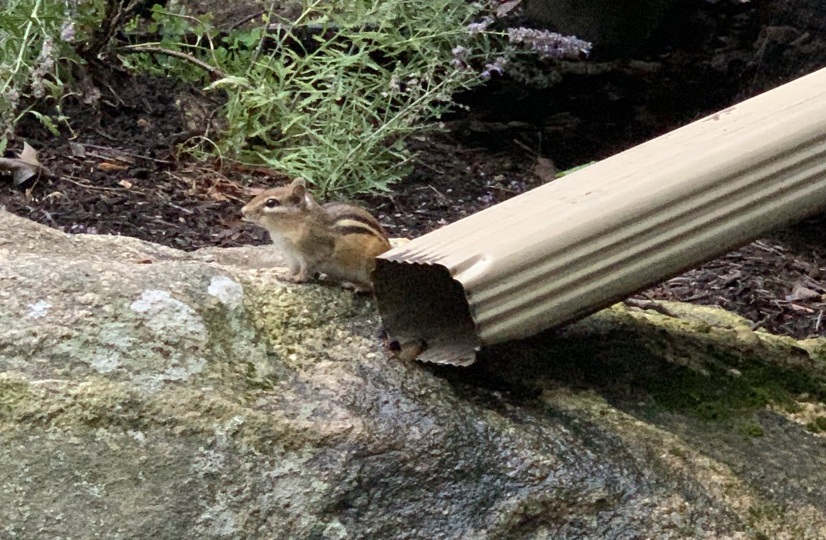 I discovered chippy’s hiding spot.