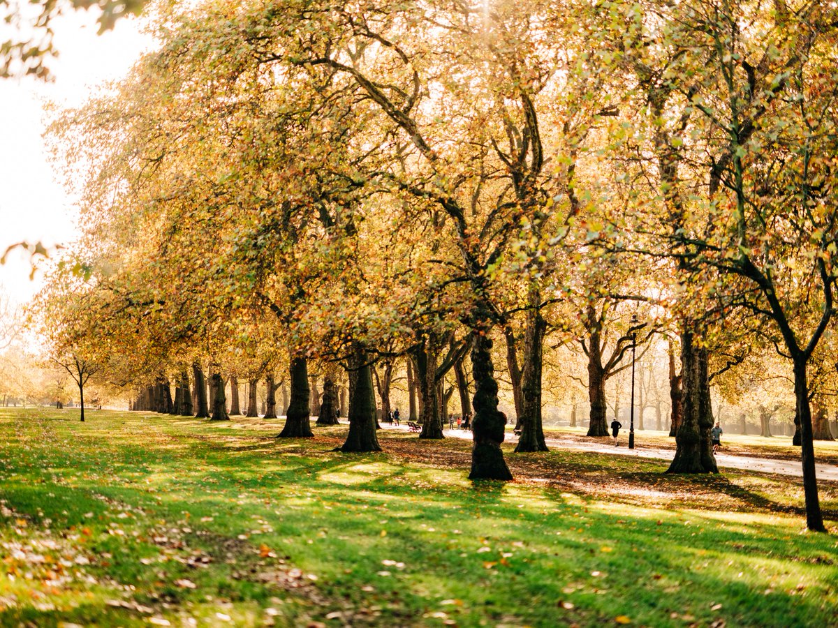 Looking for a new job? If you’ve always wanted to work for <a href="/theroyalparks/">The Royal Parks</a> we have several positions open, including:

▶️ Community Engagement Officer 

▶️ Commercial Management Accountant

▶️ Assistant Park Manager - Kensington Gardens 

Learn more, here: bit.ly/2TJ1zIq.