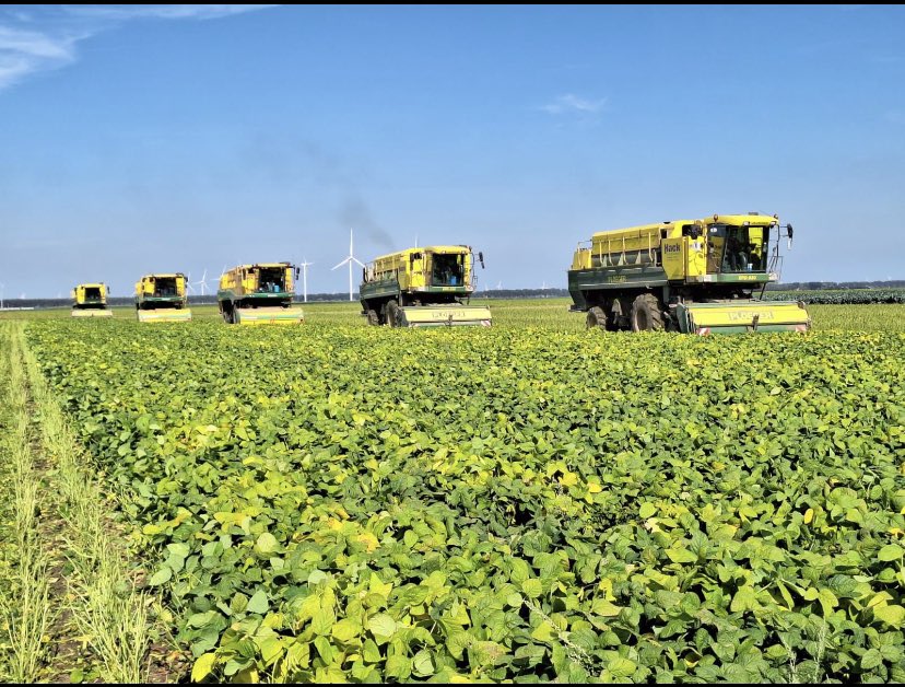 roger_custers's tweet photo. Vollgas in de edamame oogst begonnen FieldFreshGrowers https://t.co/k2r89UL0OJ