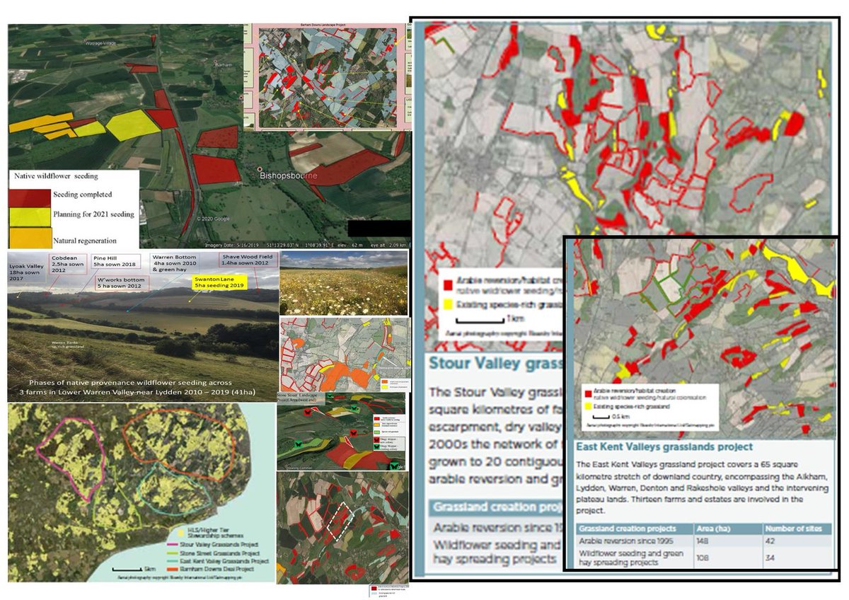 The first of this years program of 120ha of native provenance wildflower seeding work being undertaken by 15 farms across the east kent project areas. This 1st eg is creating a link to unite 120ha of contiguous 🪻new habitat in our Barham Downs project. Big thx to <a href="/ALANAKEHURST/">Alan Akehurst</a>