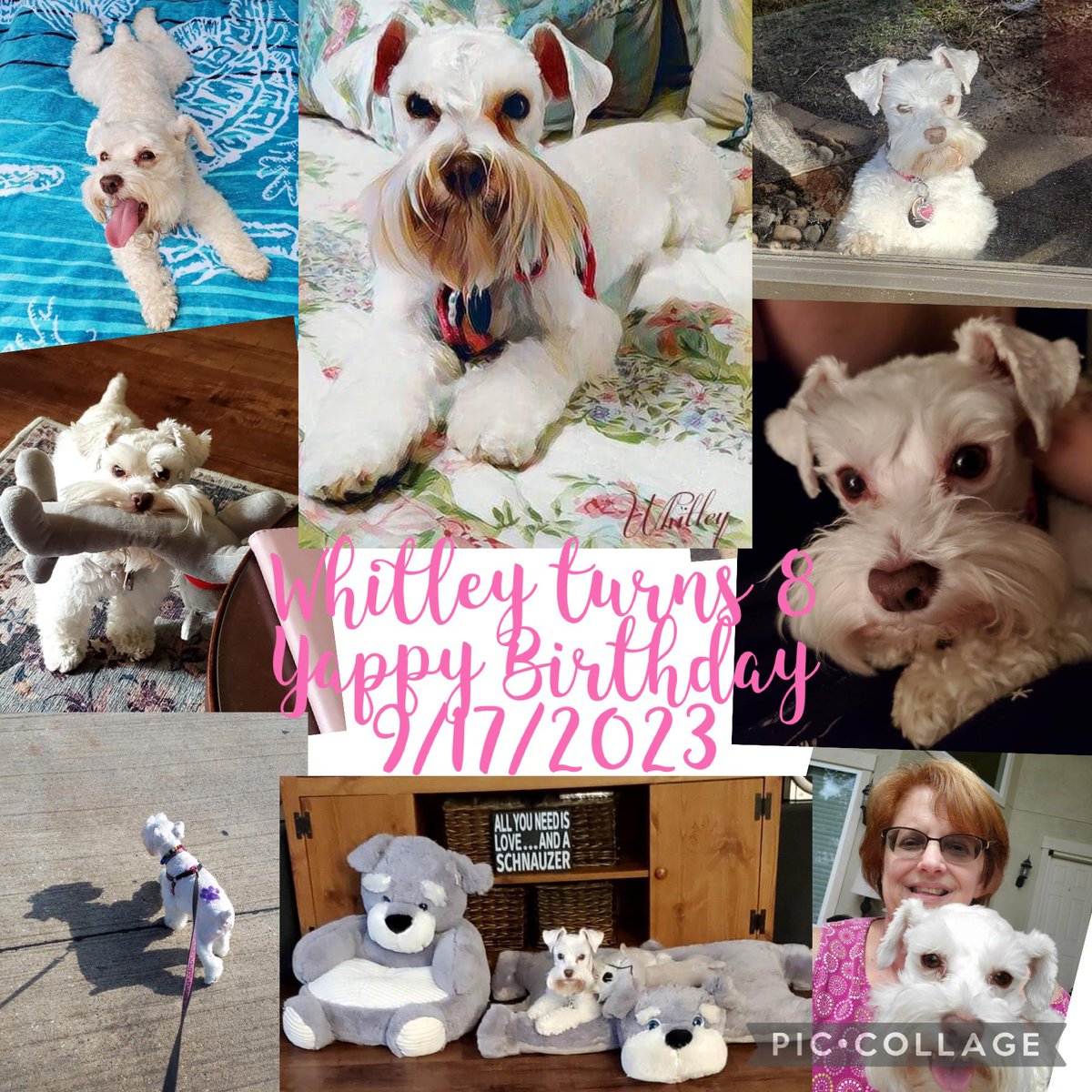 kmb2000's tweet photo. Today's my sweet girl's birthday. Where has time gone? Definitely a ⛳️ game for you this weekend!🐾🐾
#itsawhitworld #schnauzerpartytime #msrh https://t.co/Z34CYAJ7ko