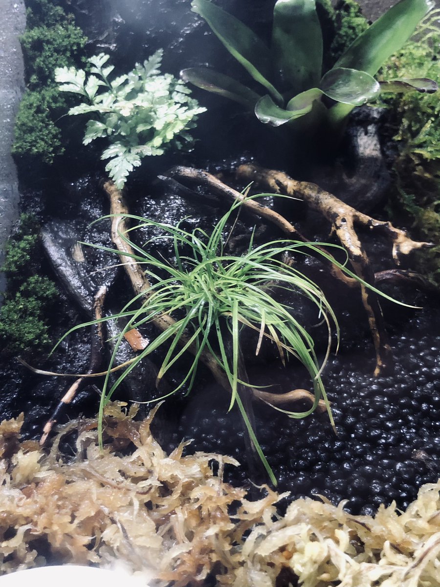 Sc7Da's tweet image. 最近これが好き😊奄美大島産ヒメアオスゲ🌱native forestさんで購入‼️
入荷したら買いに行こ🪴
#奄美大島
#ヒメアオスゲ
#nativeforest