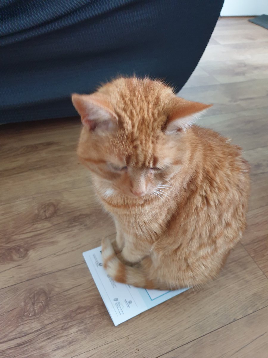 TheresaRyder_'s tweet photo. Cat has discovered a new use for the @angrianan #theatre schedule booklet. She's been in that spot for half an hour so far 🤔 #catpad #CatsOfTwitter https://t.co/xnA5TvLvTU